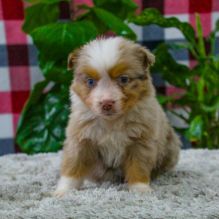 Cute Australian Shepherd Available