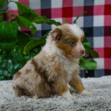 Cute Australian Shepherd Available