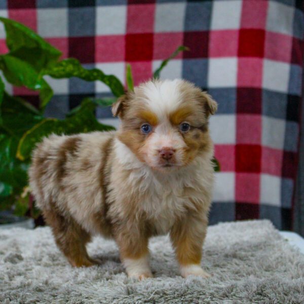 Cute Australian Shepherd Available Image eClassifieds4u