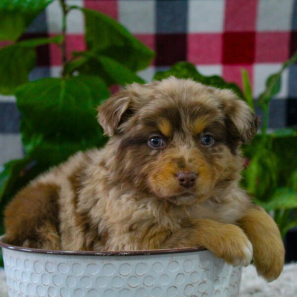 Cute Australian Shepherd Available Image eClassifieds4u