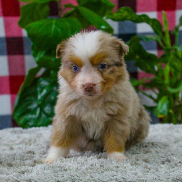 Cute Australian Shepherd Available Image eClassifieds4u