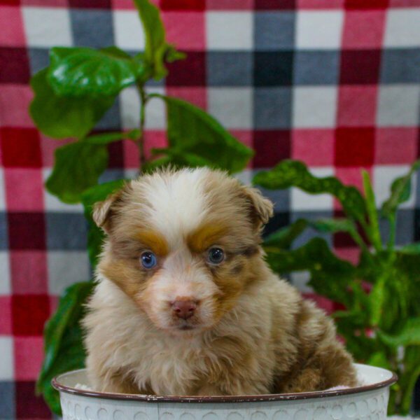 Cute Australian Shepherd Available Image eClassifieds4u