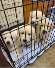 Golden Retriever puppies available Image eClassifieds4u 2