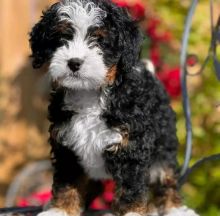 Miniature Goldendoodle Puppies Image eClassifieds4u 4