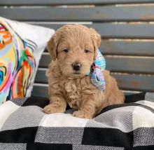 Miniature Goldendoodle Puppies Image eClassifieds4u 3