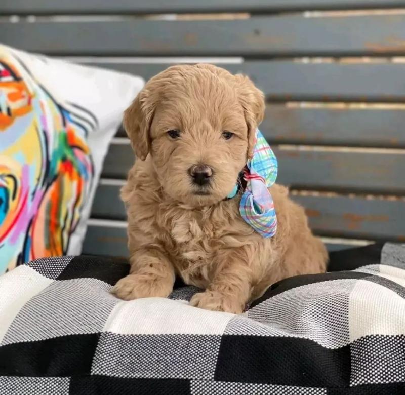 Miniature Goldendoodle Puppies Image eClassifieds4u