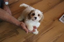 Beautiful Cavachon Puppies ready to go