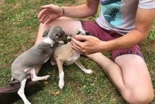 Clean Italian Greyhound Puppies for adoption