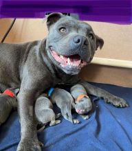 Staffordshire Bull Terrier babies available