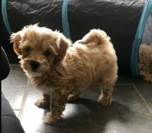 Very clean MaltiPoo puppies available.