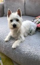 West Highland Terrier Puppies for adoption