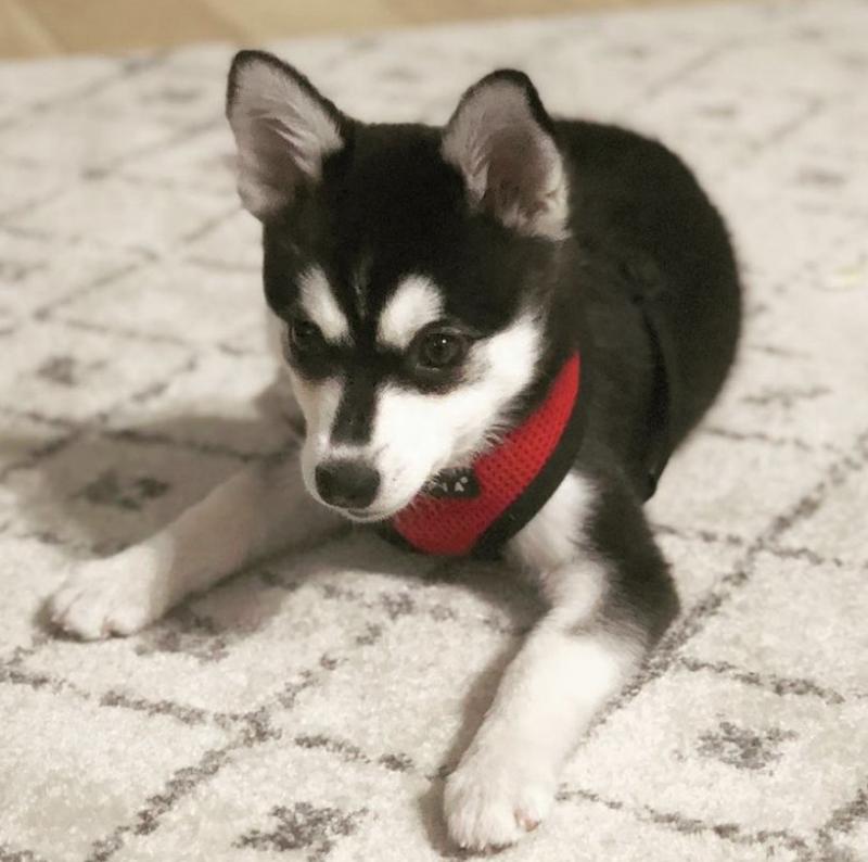 Alaskan Klee Kai Puppies on set now 🐾🐾 Image eClassifieds4u