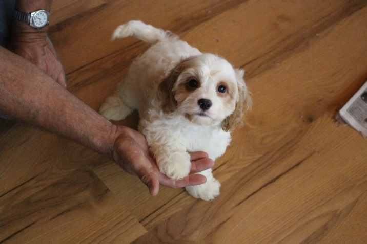 Beautiful Cavachon Puppies ready to go Image eClassifieds4u