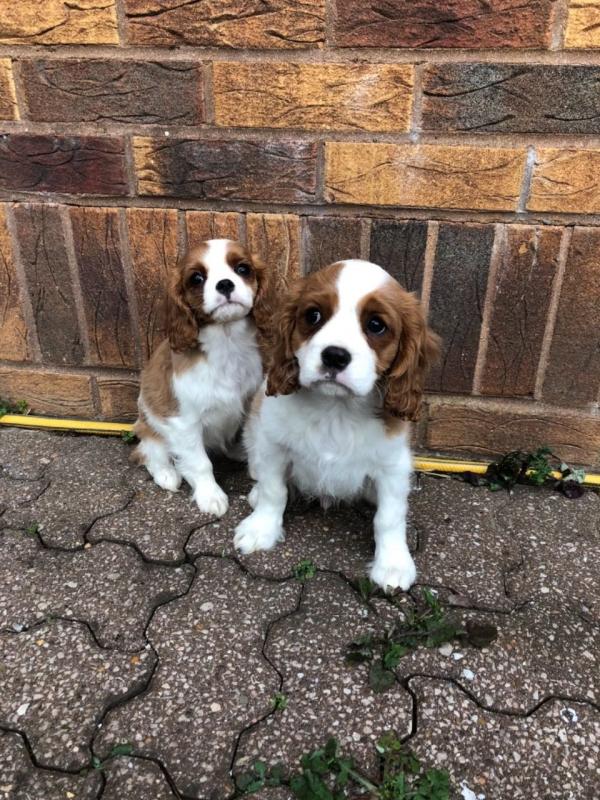 Cavalier King Charles puppies ( Purebred Cavalier King Charles Puppies ) Image eClassifieds4u