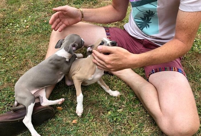 Clean Italian Greyhound Puppies for adoption Image eClassifieds4u