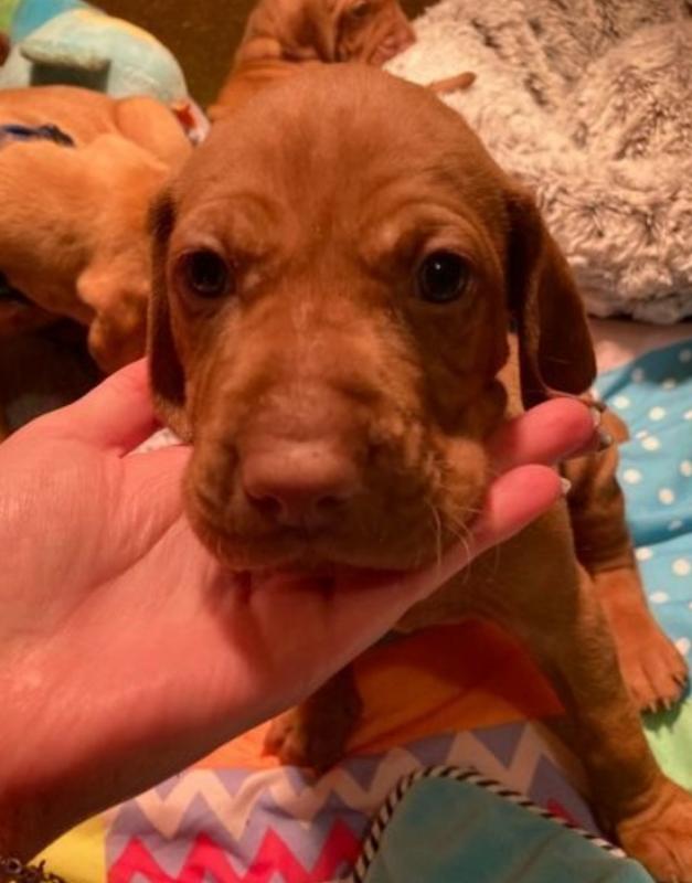 Clean Vizsla puppies Image eClassifieds4u