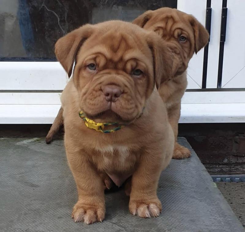 French Mastiff Puppies Image eClassifieds4u