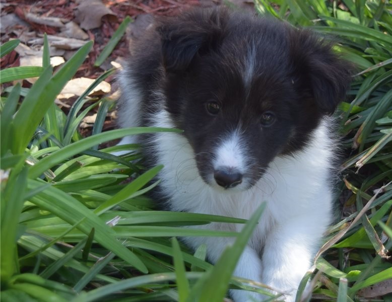 Friendly and home raised Sheltie Puppies Image eClassifieds4u