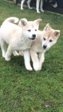 Purebred Siberian Husky Pups Image eClassifieds4U