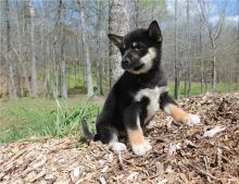 Shiba Inu Puppies Available Image eClassifieds4U