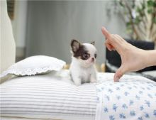 Tcup Chihuahua puppies for adoption Image eClassifieds4U