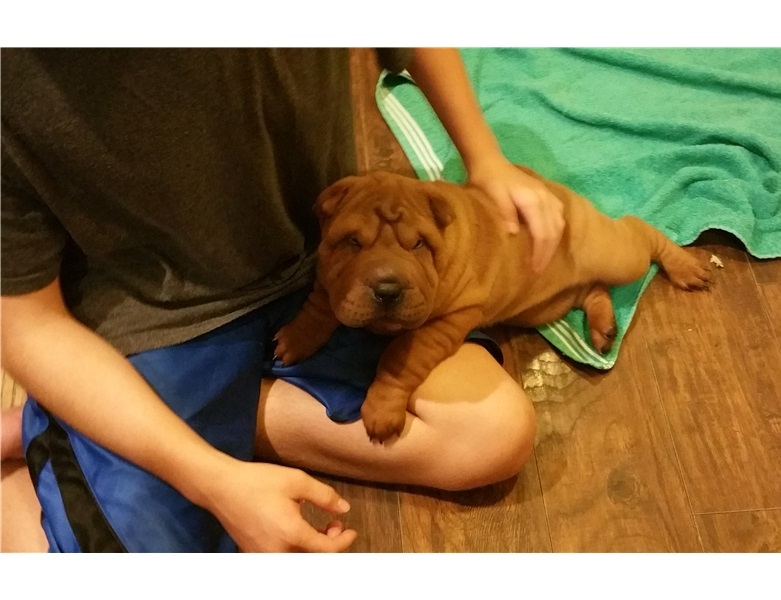 Shar Pei Puppies for Shar Pei lovers/Pet Lovers nunesmoore1@gmail.com* Image eClassifieds4u