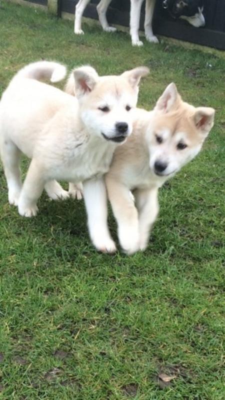 Purebred Siberian Husky Pups Image eClassifieds4u