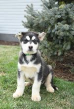 Alaskan Malamute Puppies For Sale