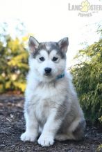 Alaskan Malamute Puppies For Sale