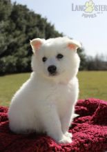 American Eskimo Puppies For Sale