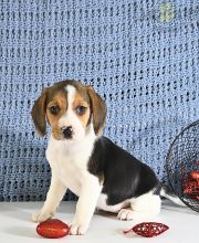 Beagle Puppies For Sale