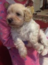 Best of Maltipoo Puppies for offering