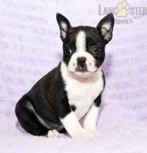 Boston Terrier Puppies For Sale