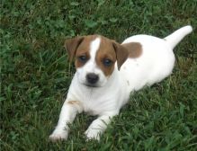 Healthy Jack Russell Terrier