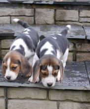Purebred Beagle Puppies for adoption