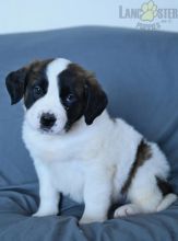 Saint Bernard Puppies For Sale