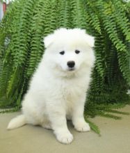 Samoyed Puppies For Sale