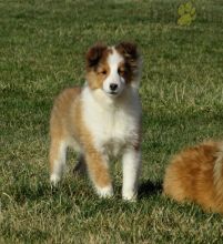 Shetland Sheepdog Puppies For Sale