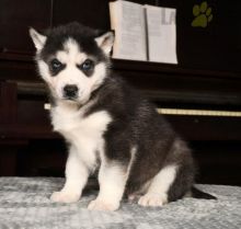 Siberian Husky Puppies For Sale