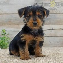 Yorkshire Terrier Puppies For Sale