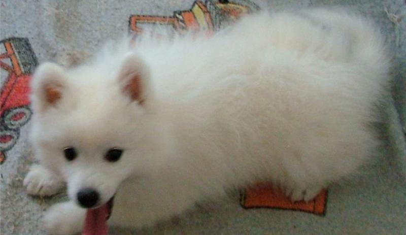 Japanese Spitz Puppies for adoption now Image eClassifieds4u