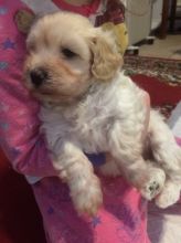 Best of Maltipoo Puppies for offering Image eClassifieds4U