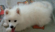 Japanese Spitz Puppies for adoption now Image eClassifieds4U