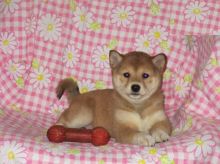 Shiba Inu Image eClassifieds4U