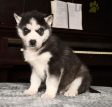 Siberian Husky Puppies For Sale Image eClassifieds4U