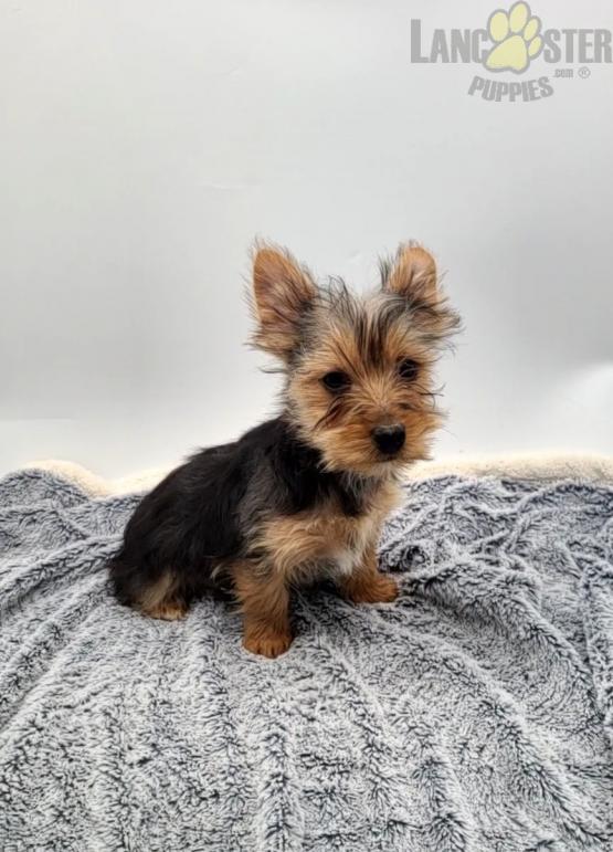 Yorkshire Terrier Puppies For Sale Image eClassifieds4u