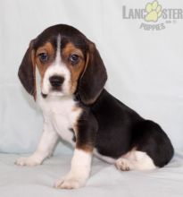 Beagle Puppies For Sale