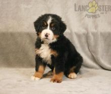 Bernese Mountain Dog For Sale