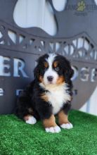 Bernese Mountain Dog For Sale