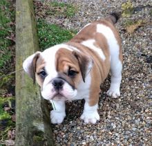 English Bulldog Puppies For Sale